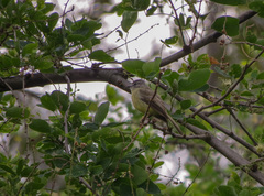 Myiopagis viridicata