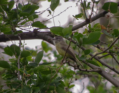 Myiopagis viridicata