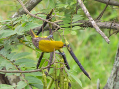 Icterus nigrogularis