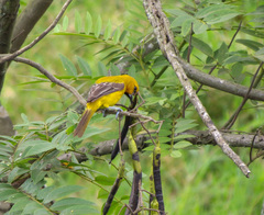 Icterus nigrogularis