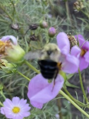 Bombus impatiens