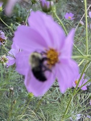 Bombus impatiens