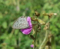 Leptotes plinius