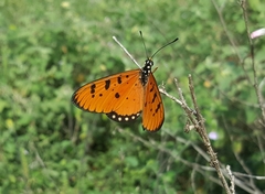 Acraea terpsicore