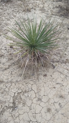 Yucca coahuilensis