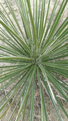 Yucca coahuilensis