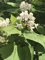 Catalpa speciosa