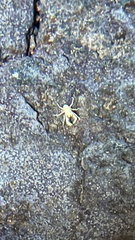 Munidopsis polymorpha