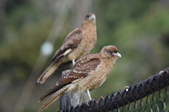 Daptrius chimango temucoensis