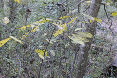 Asimina triloba