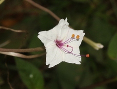 Mirabilis longiflora