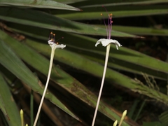 Mirabilis longiflora