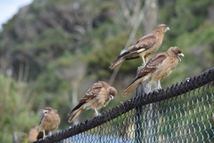 Daptrius chimango temucoensis