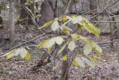 Asimina triloba