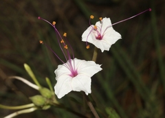 Mirabilis longiflora