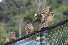 Daptrius chimango temucoensis