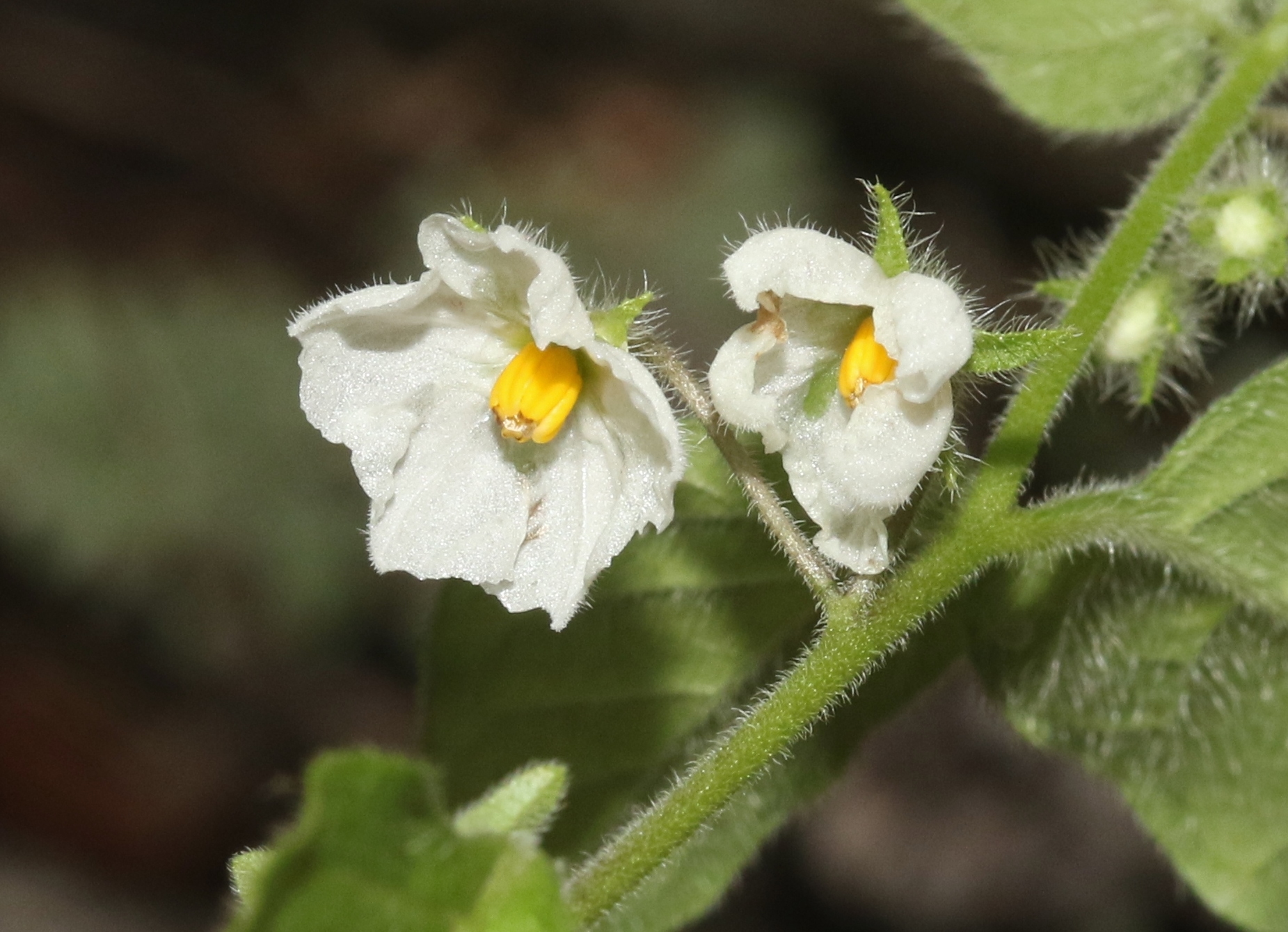 Solanum deflexum