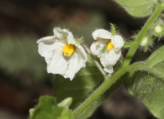 Solanum adscendens