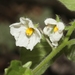 Sonoita Nightshade - Photo (c) James Bailey, some rights reserved (CC BY-NC), uploaded by James Bailey