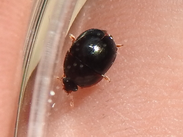 Glossy Tropical Sap Beetle