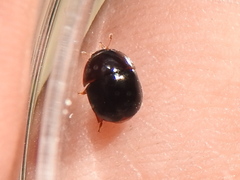 Camptodes texanus