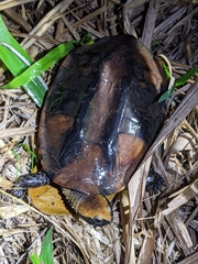 Platemys platycephala