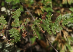 Myriopteris covillei