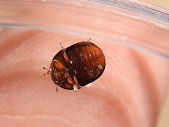 Camptodes texanus