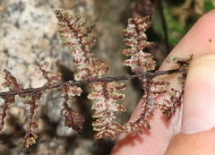 Myriopteris covillei