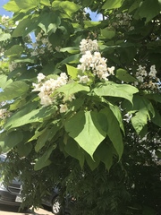 Catalpa speciosa