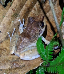Pristimantis zeuctotylus