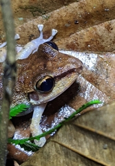 Pristimantis zeuctotylus