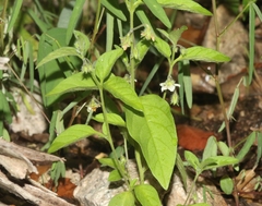 Solanum adscendens