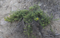 Deinandra clementina