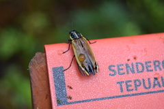 Epistomentis pictus