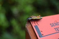 Epistomentis pictus