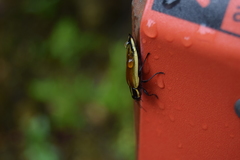 Epistomentis pictus