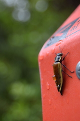 Epistomentis pictus