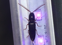 Dicrepidius corvinus