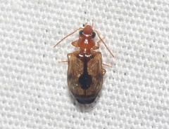 Lebia abdita
