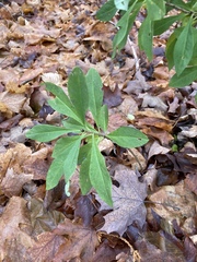 Daphne mezereum