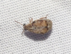 Algarobius prosopis
