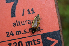 Epistomentis pictus