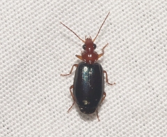 Lebia deceptrix