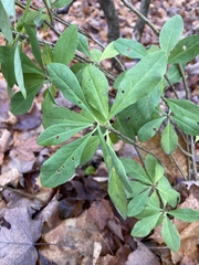 Daphne mezereum