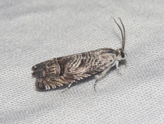 Ofatulena duodecemstriata