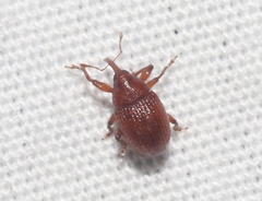 Rhyssomatus parvulus