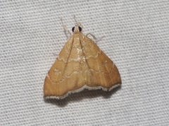 Scybalistodes vermiculalis