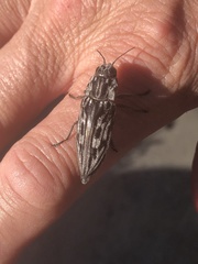 Chalcophora virginiensis image