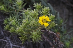 Deinandra clementina